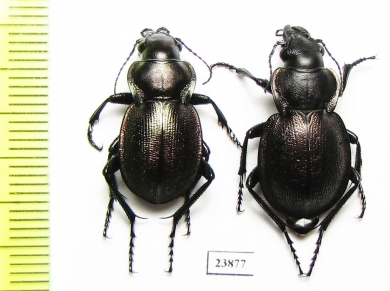 Callisthenes elegans valentine, pair  Kazakhstan - INSECTS-STORE.RU