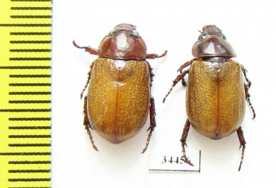 Cyclocephala perforata  French Guiana - INSECTS-STORE.RU