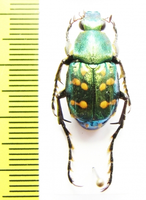 Epitrichius elegans  Taiwan - INSECTS-STORE.RU