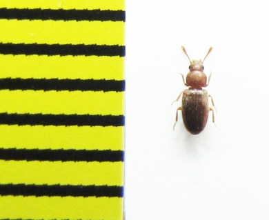 Myrmechixenus vaporariorum  Belorussia - INSECTS-STORE.RU
