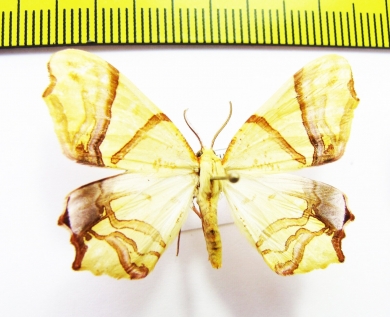 Geometridae sp.  Bhutan - INSECTS-STORE.RU
