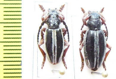 Dorcadion nitidum, pair  Armenia - INSECTS-STORE.RU