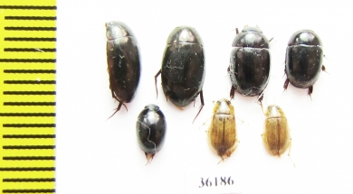 Hydrophilidae sp.  Thailand - INSECTS-STORE.RU