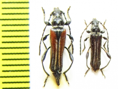 Stenopterus ater  Spain - INSECTS-STORE.RU