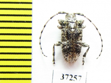 Cerambycidae sp.  South Africa Rep. - INSECTS-STORE.RU