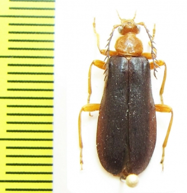 Neopyrochroa flabellata  USA - INSECTS-STORE.RU