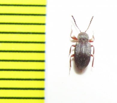 Gonocnemis sumatrensis  Malaysia, Borneo - INSECTS-STORE.RU