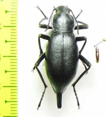 Blaps sp.  China, Sichuan prov. - INSECTS-STORE.RU
