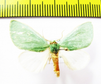 Geometridae sp.  Bolivia - INSECTS-STORE.RU
