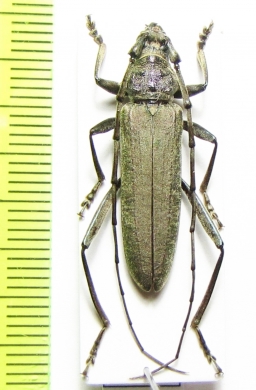 Turkaromia pruinosa, male  Kazakhstan - INSECTS-STORE.RU