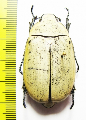 Melolonthinae sp.  Madagascar - INSECTS-STORE.RU