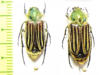 Eulasia vittata lineata  Turkey - INSECTS-STORE.RU