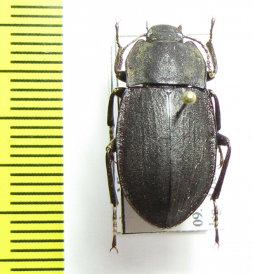Mimopeus opaculus  New Zealand - INSECTS-STORE.RU