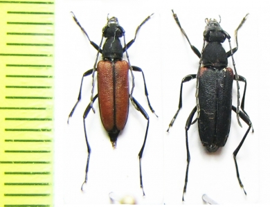 Anastrangalia scotodes  Japan - INSECTS-STORE.RU