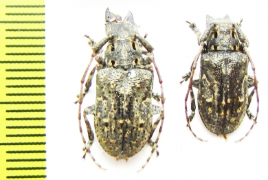 Mesosa myops  Russia, Far East - INSECTS-STORE.RU