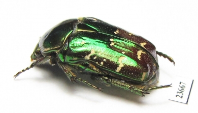 Protaetia splendidula persplendens  Iran, Fars prov. - INSECTS-STORE.RU
