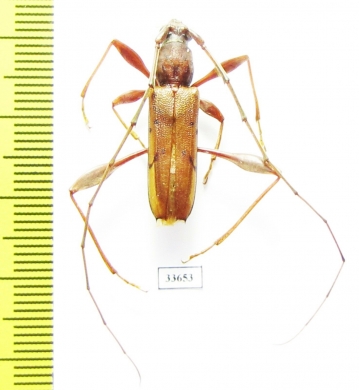 Kurandanus maculosus, male  Australia - INSECTS-STORE.RU