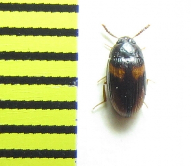 Platydema subfascia  Indonesia, Sumatra - INSECTS-STORE.RU