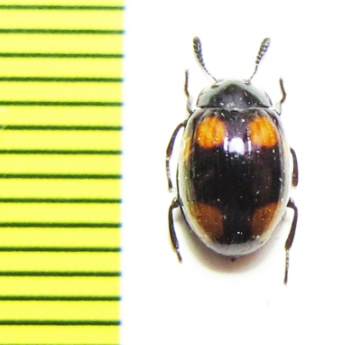 Tenebrionidae sp.  Malaysia, Borneo - INSECTS-STORE.RU