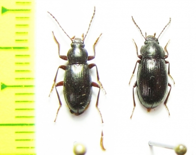 Nalassus lineatus, pair  Abkhazia - INSECTS-STORE.RU