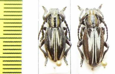 Iberodorcadion perezi  Spain - INSECTS-STORE.RU