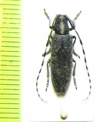 Agapanthia lederi  Armenia - INSECTS-STORE.RU
