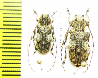 Mesosa nebulosa, pair  France - INSECTS-STORE.RU