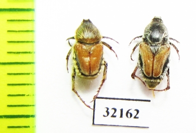 Hopliini sp.  South Africa Rep. - INSECTS-STORE.RU
