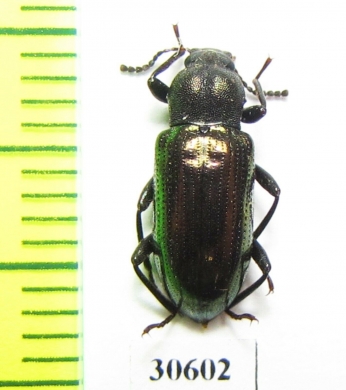 Tenebrionidae sp.  Malaysia, Borneo - INSECTS-STORE.RU