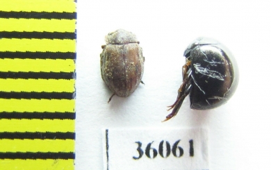 Hydrophilidae sp.  Thailand - INSECTS-STORE.RU
