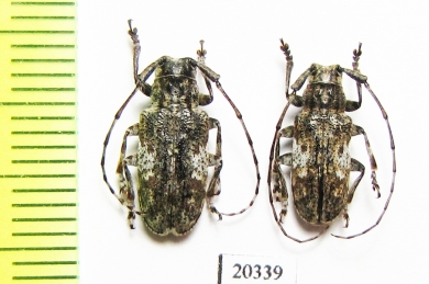Mesosa nebulosa  Russia, Krasnodar reg. - INSECTS-STORE.RU