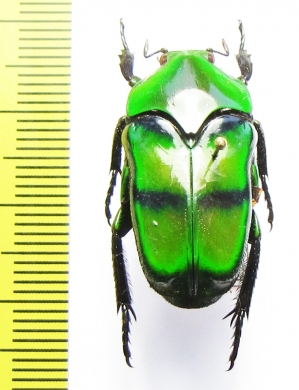 Ischiopsopha bifasciata  Indonesia, Papua - INSECTS-STORE.RU