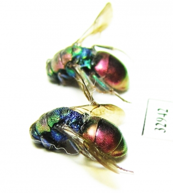 Chrysididae sp.  Russia, Moscow reg. - INSECTS-STORE.RU