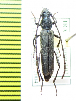 Osphranteria coerulescens, female  Iran, Kerman prov. - INSECTS-STORE.RU