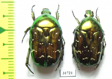 Protaetia splendidula  Iran, Lorestan prov. - INSECTS-STORE.RU