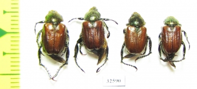Anisoplia ? segetum  Turkey - INSECTS-STORE.RU