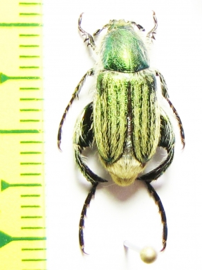 Glaphyrus comosus, male  Jordan - INSECTS-STORE.RU