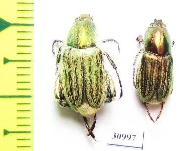 Glaphyrus comosus, pair  Jordan - INSECTS-STORE.RU
