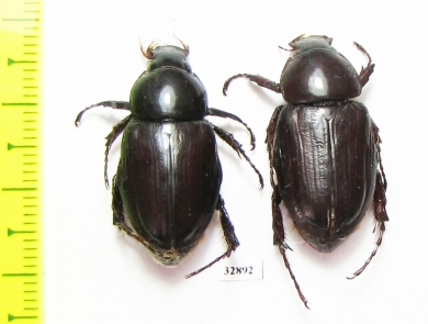 Cyclocephala sp.  Honduras - INSECTS-STORE.RU