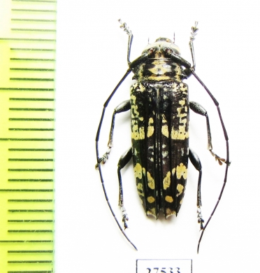 Falsotmesisternus zygoceroides  Solomon isl. - INSECTS-STORE.RU