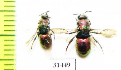 Chrysididae sp.  Russia, Moscow reg. - INSECTS-STORE.RU