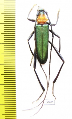 Chloridolum sieversi, male  Russia, Far East - INSECTS-STORE.RU