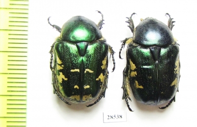 Protaetia trojana godeti  Armenia - INSECTS-STORE.RU