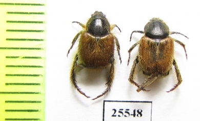 Hopliini sp.  South Africa Rep. - INSECTS-STORE.RU