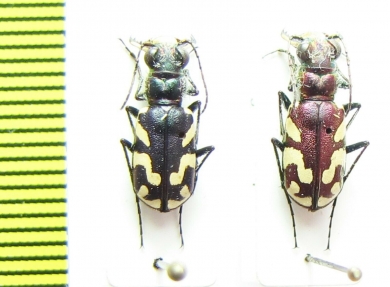 Cicindela fulgida  USA - INSECTS-STORE.RU