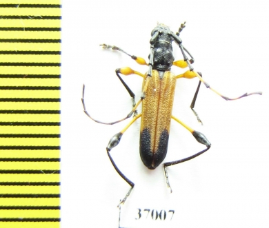 Cerambycidae sp.  South Africa Rep. - INSECTS-STORE.RU