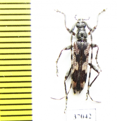 Cerambycidae sp.  South Africa Rep. - INSECTS-STORE.RU