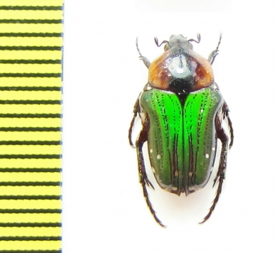 Leucocelis similis  Tanzania - INSECTS-STORE.RU