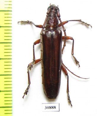 Cerambycidae sp.  Peru - INSECTS-STORE.RU