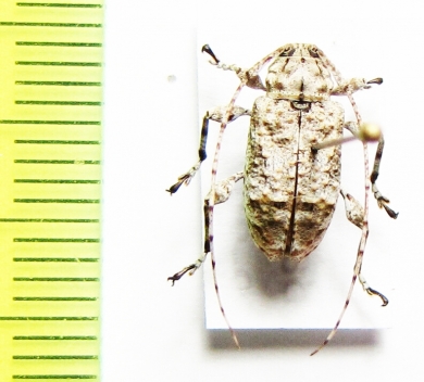 Cerambycidae sp.  Dominican Rep. - INSECTS-STORE.RU